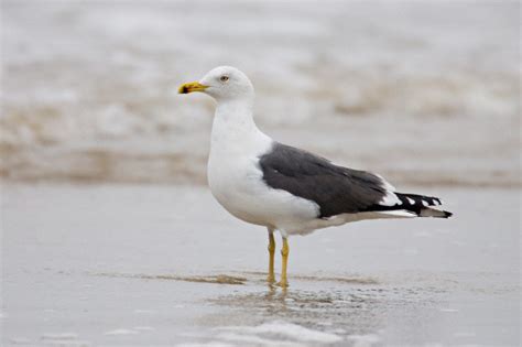 Lesser Black-backed Gull (Larus fuscus)