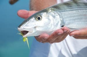 Key West Fishing Seasons