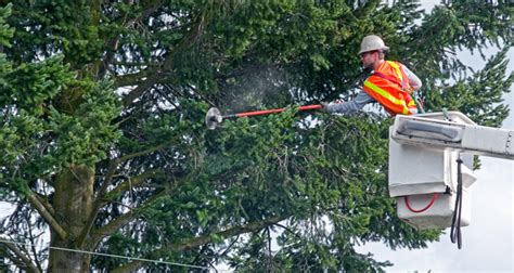 Tree Trimming & Power Lines | Pasadena Water and Power