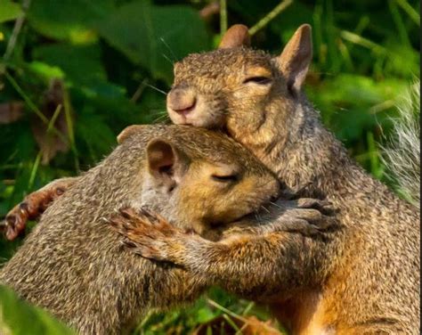 Hugging Squirrels Wins Forest Preserve Photo Contest | Joliet, IL Patch