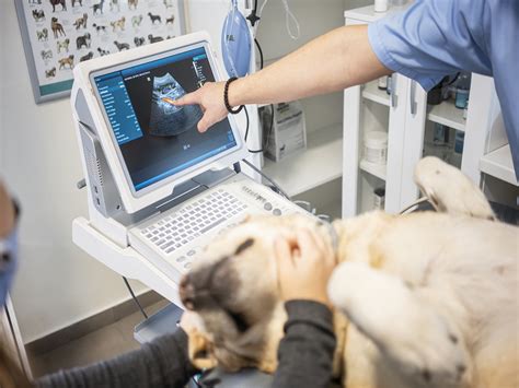 Veterinary Ultrasound