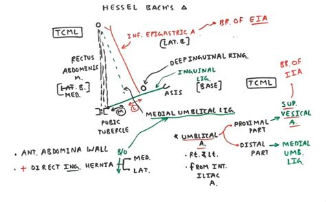 Hesselbach’s triangle - TCML - The Charsi of Medical Literature