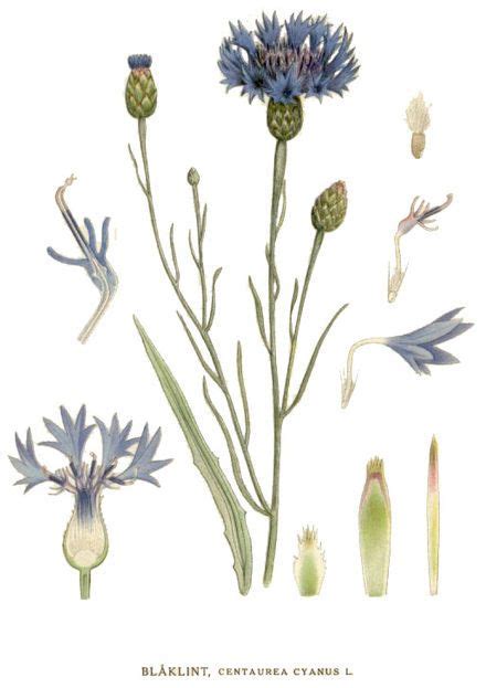 Centaurea cyanus | Botanical drawings, Botanical illustration ...