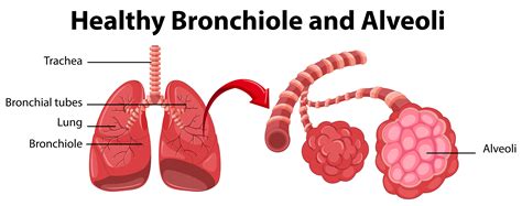 Diagram Of The Alveoli