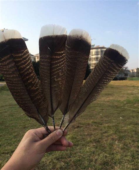 Turkey feathers Turkish feathers White headfeathers 25-30CM | Etsy