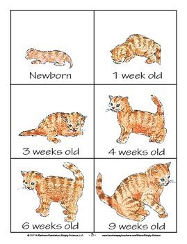 Cat Life Stages