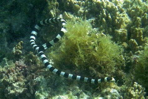 The Banded Sea Krait - Whats That Fish!