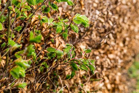 Pruning A Beech Hedgerow: Best Time To Prune Beech Hedge Plants