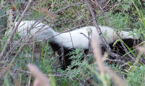 American Hog-nosed Skunk (Wildlife and Wildflowers of Texas - Mammals) · iNaturalist