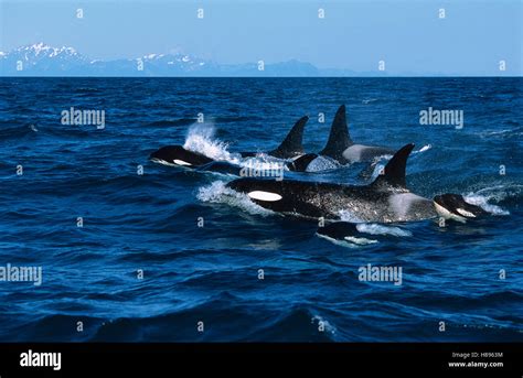 Orca (Orcinus orca) pod surfacing, Kenai Fjords National Park, Alaska Stock Photo - Alamy