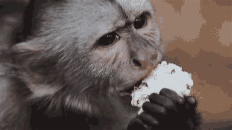 Eating Dean Schneider GIF - Eating DeanSchneider Monkey - Discover & Share GIFs