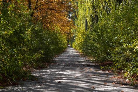 Premium Photo | Yellow green beautiful autumn park