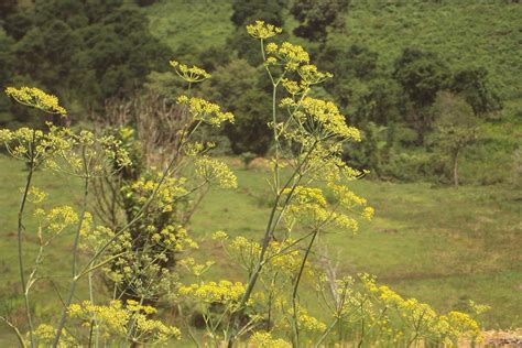 What Was Silphium? Lost Wonder Drug of the Romans - Historic Mysteries