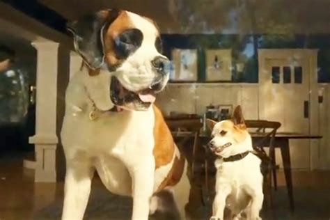 What are the breed of dogs in the Peanut Butter Box Chewy commercial? | The US Sun