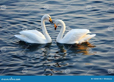 Swans In Love Royalty Free Stock Image - Image: 16046146