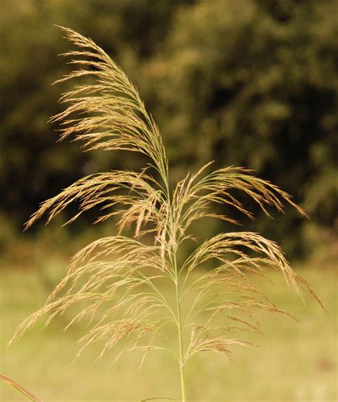 Phragmites Australis Seeds