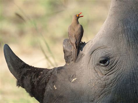 The Rhino and Her Oxpecker: Friend or Foe? – The Body Corporate