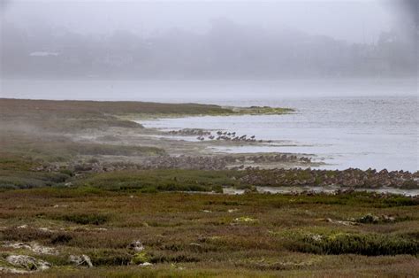 Birds In Wetlands Free Stock Photo - Public Domain Pictures