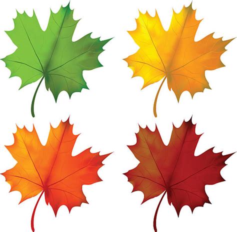 Green Maple Leaf Illustrations, Royalty-Free Vector Graphics & Clip Art - iStock