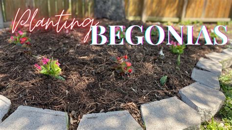 Planting A Begonia Flower Bed - YouTube