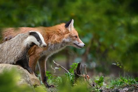 18 animali che vivono nel bosco