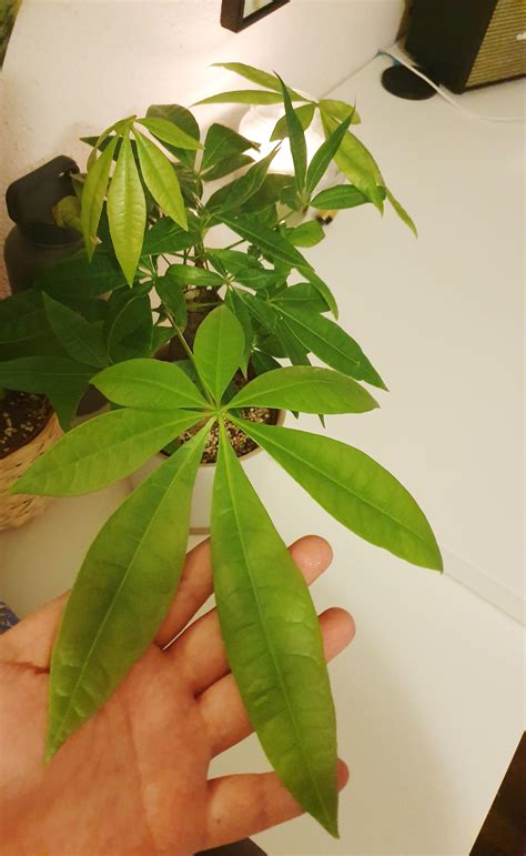 First 7 leaves on a stem of my Pachira Aquatica. 😍 Anyone can give ...