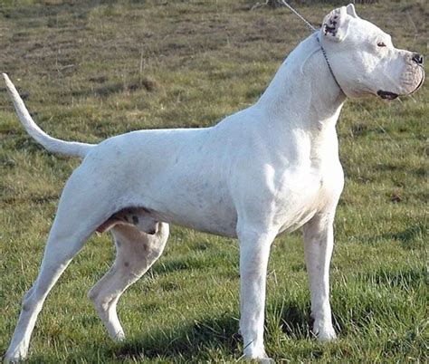 Dogo Argentino Puppies For Sale