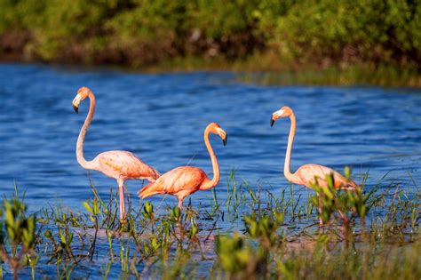 Flamingo Fever, Limpkins on the Loose, ‘Mega’ Rare Terns—the Biggest ...