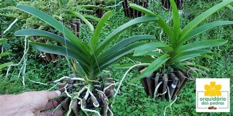 Cultivar Muda de Vanda: Técnica de cultivo INCRÍVEL para dar haste floral