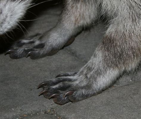 Raccoon Feet | The feet of one of my raccoon visitors. | alasam | Flickr