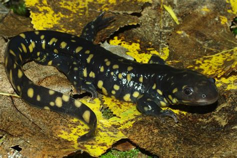 Eastern Tiger Salamander (Ambystoma tigrinum) - Amphibians and Reptiles of South Dakota