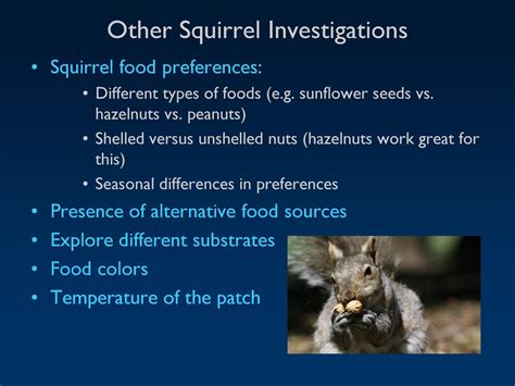 Studying Squirrels. - ppt download