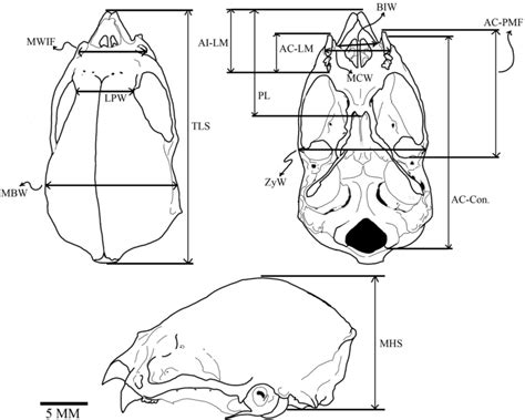 Figure 2 from Skull variation of the vampire bat Desmodus rotundus ...