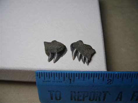 Two “Sevengill Shark Teeth” (090317p) - The Stones & Bones Collection