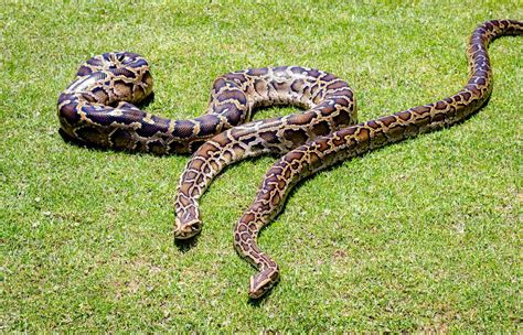 Florida's Invasive Burmese Pythons “Likely Impossible” To Defeat ...