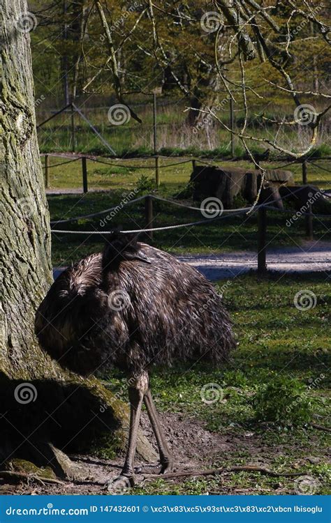 Emu is Australia`s Largest Bird. Stock Image - Image of brown, australian: 147432601