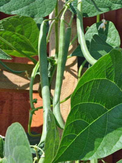 What Are Blue Lake Beans: How To Grow Heirloom Blue Lake Beans