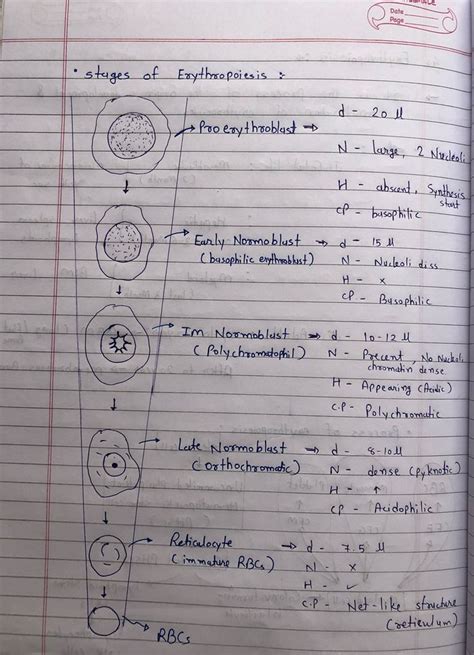 Stages of erythropoiesis - MEDizzy