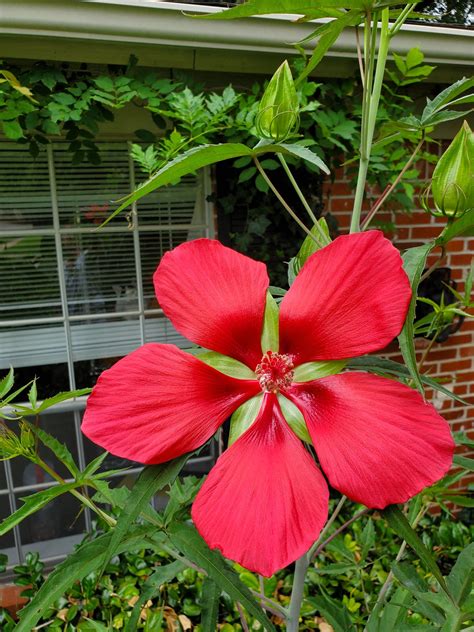 Red Star of Texas Hardy Hibiscus Seeds 15 Fresh 2021 Seeds - Etsy