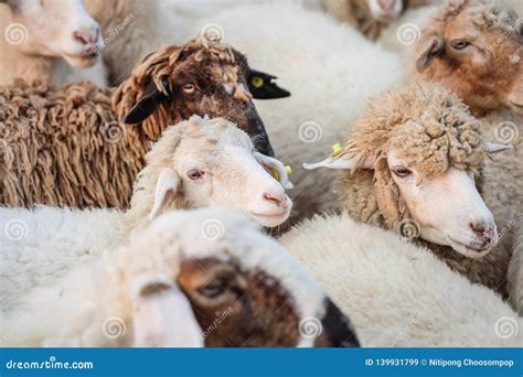 Closeup Sheep Wait for Food from Tourist in Farm Background Stock Image - Image of closeup ...