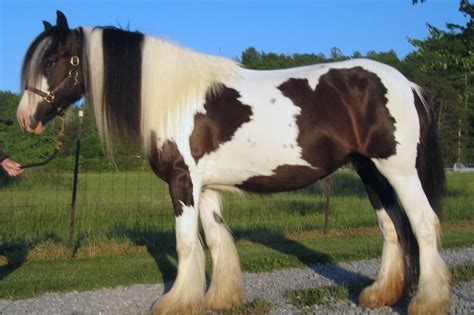 Horse Breeds: The Most Popular Equine Types A To Z