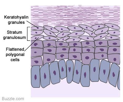 Stratum Granulosum Layer | Strata, Structure and function, Layers