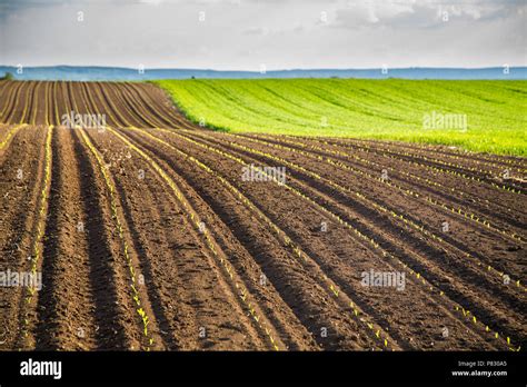 Agricultural landscape, arable crop field. Arable land is the land under temporary agricultural ...