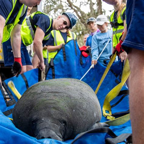 Video Manatee rescued as a baby is released into the wild - ABC News