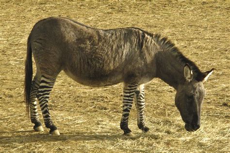 "The ZeDonk at Colchester Zoo" [A zebroid with a horse for a father and ...