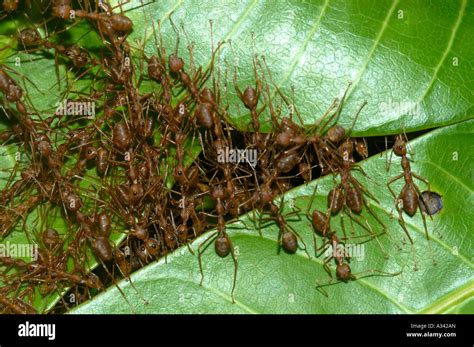 ANTS BUILDING NEST Stock Photo - Alamy