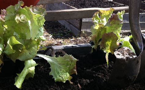 Choosing Vegetable Seeds for the Organic Garden