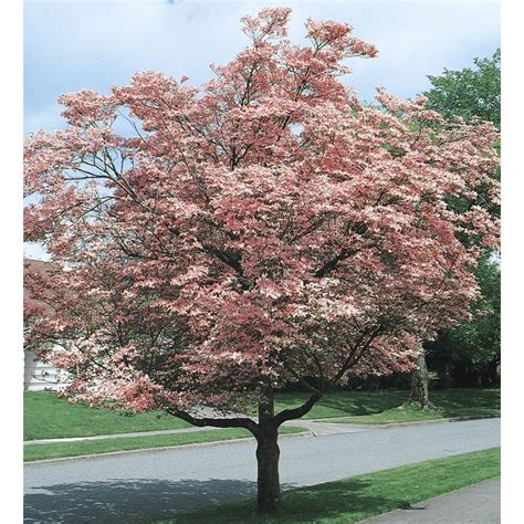 1 Count Pink Flowering Dogwood Flowering Tree in Pot (With Soil) (L3181 ...