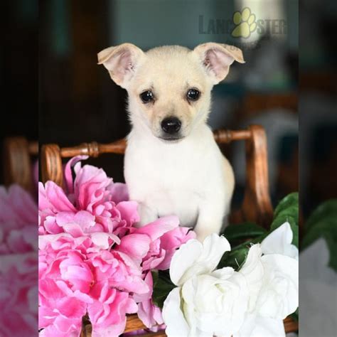 Chihuahua Puppies for Sale | Lancaster Puppies