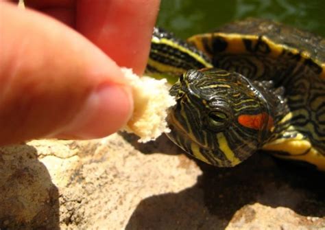 How To Tell If A Turtle Is Male Or Female Red Eared Sliders